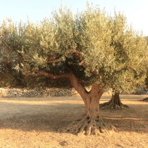 Champs d'oliviers pendant une randonnée à Sifnos, dans les îles grecques